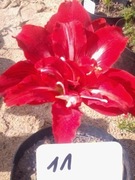 Zwartnica, Amarylis nr 11 obwód 28+cm