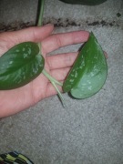 Scindapsus Silver Platinum cięty szczyt 