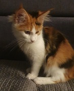 Kotka maine coon z rodowodem FPL