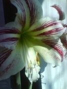 Zwartnica, Hipeastrum, Amarylis nr 4 obwód 22+cm