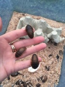 Dubia dubie karaczany argentyńskie 3cm 100 sztuk 