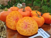 BAD HORSEY BI COLOR nasiona Pomidor Kolekcjonerski