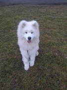 SZCZENIAK PSA RASY SAMOYED! BIAŁA CHMURKA