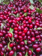 Dereń jadalny owoce derenia mrożone zdrowe na nalewkę syrop 2kg 