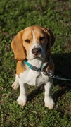 Beagle Szczenięta 8 miesiecy FCI ZKwP 