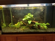 Akwarium że wszystkim