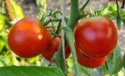 pomidor 42 Days nasiona -kolekcjonerskie