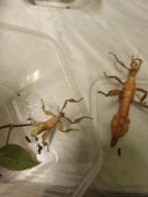 Straszyk australijski - Extatosoma tiaratum - para subimago