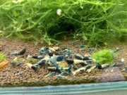 Krewetki crazy blue 10szt