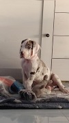 Dog niemiecki. 