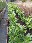 Laurowiśnia Rotundifolia. 30-50cm. Rozkrzewiona, prosto z gruntu
