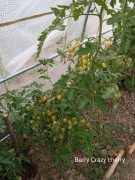 Pomidor   Barry Crazy Cherry  Multiflora   kolekcjonerski