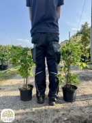 Actinidia arguta Bayern, Ken's Red, mini kiwi, 60-80cm