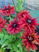 Nasiona rudbekii mix odmian i kolorów 