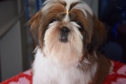 Pies Shih Tzu wyjątkowy chłopczyk IMPERIAL