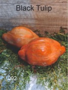 092-Black Tulip. Pomidory kolekcjonerskie.