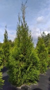 Tuja Szmaragd, wysokość 70-90cm