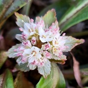 Śledziennica wielkolistna / Chrysosplenium macrophyllum f. verte