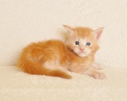 Przepiękny kocurek Maine Coon z rodowodem PZF/WCF - Legalna hodowla