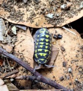 Armadillidium gestroi 10 sztuk prosionki kulanki isopody ekipa sprzątająca