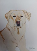 Obraz - Pies Labrador