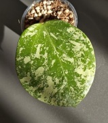 Hoya EPC-997 - sadzonka ukorzeniona