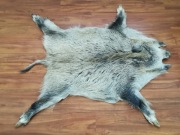 UNIKAT skóra z dzika, piekny jasny kolor 