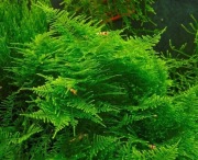 Mech Peacock Moss