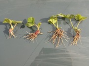 Truskawka Senga Sengana 10 szt z gołym korzeniem