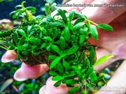 Anubias Chili Pangolino maluteńki gatunek, sliczny