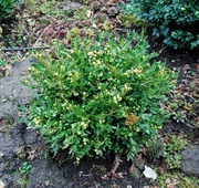 Bukszpan 'Green Velvet' Buxus 076