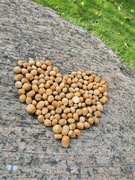 Orzechy laskowe w łupinie 1kg 2025 EKO