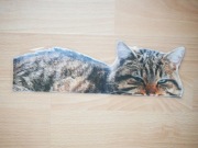 Kot laminowana wstawka obrazek