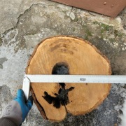 Plaster czereśni na stolik sezonowany 5 lat 