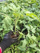 Silne Sadzonki Pomidorów EKO SAN WITOS 