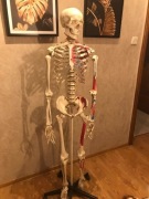 Szkielet Tectake
