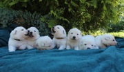 Szczenięta Biały Owczarek Szwajcarski