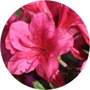 Azalia japońska Tootsie 2L