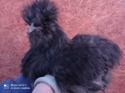 Kogut silki kury jedwabistej USA