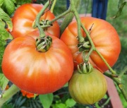 pomidor Daniels nasiona kolekcjonerskie