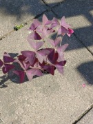 Szczawnik purpurowy, kislitsa, kwiat szczęścia, oxalis 