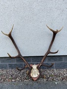 Poroże jelenia z czaszką