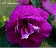 Achimenesy kłącze BRID's Charlotte Tereza 