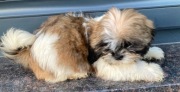 Sprzedam shih tzu 