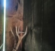 Trofeum myśliwskie, parostki rogacza 