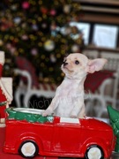 Chihuahua ZKwP/ FCI - chłopczyk/dziewczynka po Championie Polski Wichiking