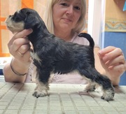 Sznaucer Miniaturowy Czarno-Srebrny ZKwP/FCI