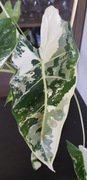 Alocasia alokazja Frydek Variegata Kolekcjonerska Duża 55cm