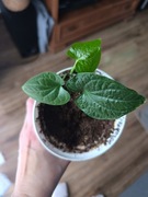 Piper sarmentosum sadzonka 10 cm 