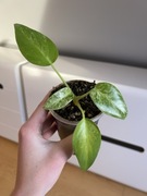 Philodendron Giganteum Variegata